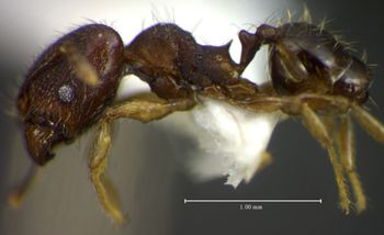 Media type: image;   Entomology 34359 Aspect: habitus lateral view
